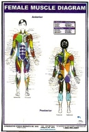 Female Muscle Diagram Poster